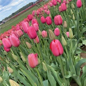 Meet your Posher, Elyse